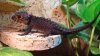IMPRESIONANT: Crocodilul şopârlă şi broasca ţestoasă care se hrăneşte cu melci, printre noile specii descoperite de cercetători