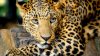 OPERAŢIUNE DIFICILĂ. Un leopard a fost salvat după ce a căzut într-o fântână secată