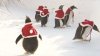 SĂRBĂTORI DE IARNĂ ÎN CHINA. Pinguinii de la o menajerie au fost îmbrăcaţi în costume de Moş Crăciun