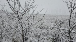 Decembrie a îmbrăcat în straie de sărbătoare orașul Briceni. Imagini inedite cu a doua zăpadă