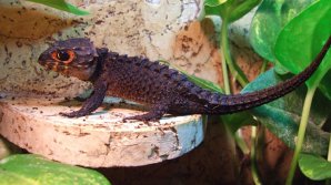 IMPRESIONANT: Crocodilul şopârlă şi broasca ţestoasă care se hrăneşte cu melci, printre noile specii descoperite de cercetători