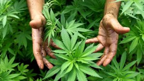 Mexic va legaliza, la începutul anului viitor, comerţul cu produse care conţin marijuana