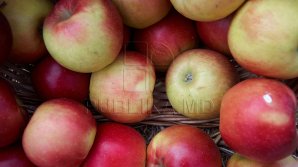 Un grup de experţi de la Rosselhoznadzor vine în Moldova pentru a inspecta depozitele frigorifice în care sunt păstrate fructele 