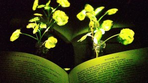 Ţi-ai imaginat cum ar fi să citeşti la lumina unei plante? Va funcţiona ca o lampă de birou şi nu trebuie introdusă în priză