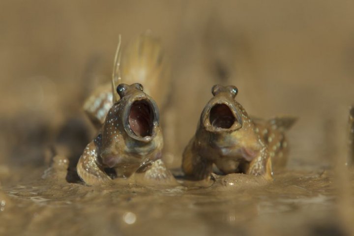 14 cele mai haioase imagini din sălbăticie, surprinse de fotografi în 2017 (GALERIE FOTO)