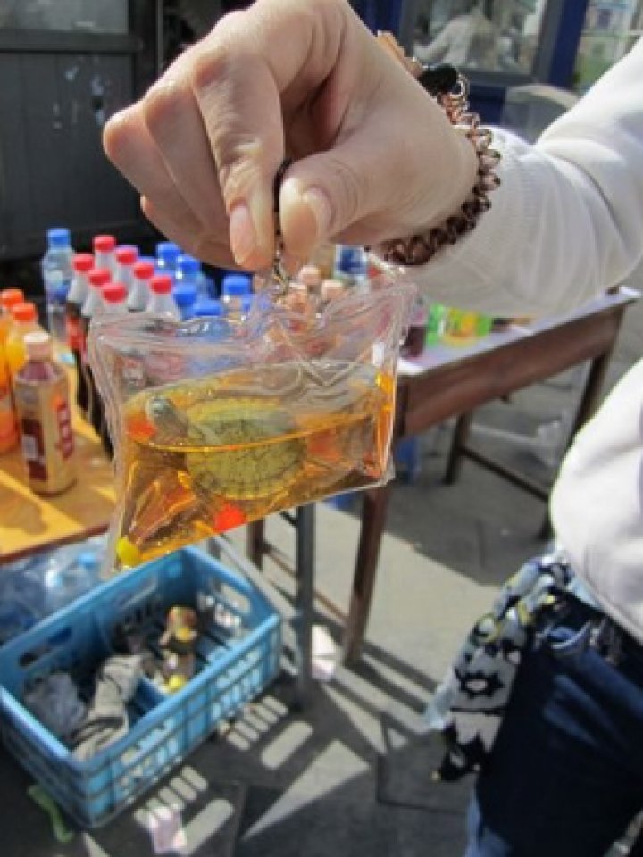 (IMAGINI REVOLTĂTOARE) Animale vii, captive într-o bucată de plastic, vândute pe post de breloc