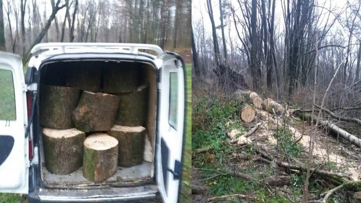 Un bărbat din Grătieşti reţinut în momentul când tăia un copac într-un parc din Capitală