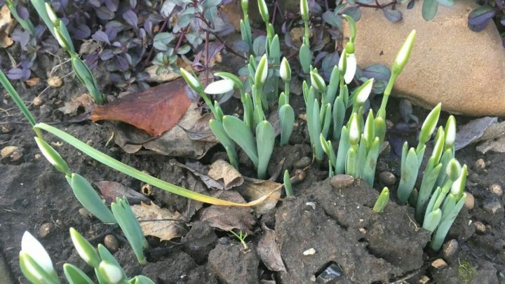 Fenomen nemaiîntâlnit în Chișinău. De Revelion au înflorit ghioceii  (FOTO)