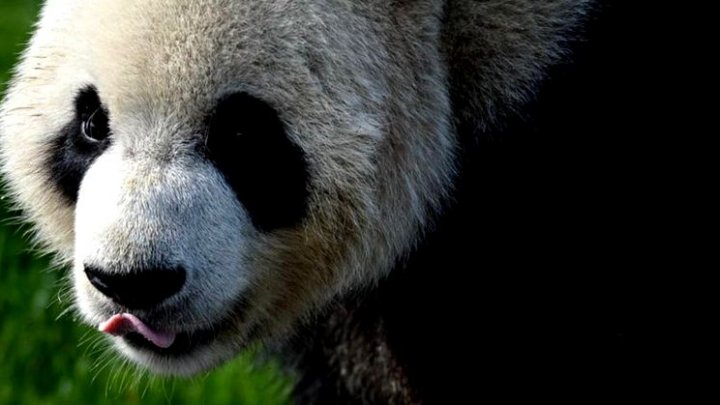 Motivul pentru care cel mai iubit panda de la Zoo Berlin merge cu spatele (VIDEO)