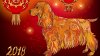 ZODIAC CHINEZESC 2018. Care sunt talismanele norocoase care îţi vor aduce noroc în Anul Câinelui de Pământ