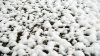 Mii de bulgări de zăpadă, observați de trecători, la malul unui golf din Rusia. Oamenii au fost uimiți (VIDEO)