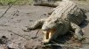 INCREDIBIL! Un căţel a sărit în apărarea stăpânilor spre un crocodil (VIDEO)