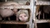 Sofia construieşte un gard la graniţa cu România, pentru a opri extinderea pestei porcine