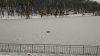 Pericol în parcul Valea Trandafirilor. Câţiva copii s-au aventurat pe gheaţa subţire a lacului (FOTO)