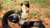 IMAGINI VIRALE! O cobra uriașă a blocat un drum din Vietnam (VIDEO)