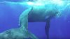 IMAGINI SPECTACULOASE! O balenă protejează un om de un rechin. Era la un pas de moarte