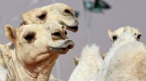 12 cămile, DESCALIFICATE de la un concurs de frumuseţe pentru că ar fi folosit BOTOX (FOTO)