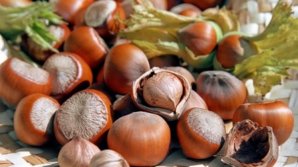 Alune moldovenești în ciocolatele produse în Italia. Fructele strânse de pe plantațiile moldave, pe placul străinilor