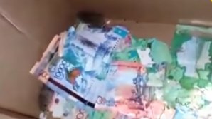 Într-o bancă din Kazahstan, şoarecii au ronţăit bancnote. Ce sumă le-a fost pe plac 