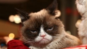 Cea mai faimoasă pisică din lume a dat lovitura. I-a adus proprietarei 710.000 de dolari în instanţă