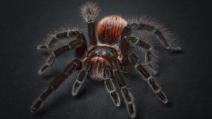 NO COMMENT: Un bărbat și-a făcut scrum apartamentul, încercând să omoare un păianjen