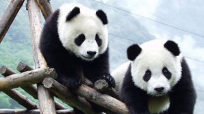 China vrea să construiască o rezervaţie uriaşă pentru protejarea urşilor panda din specia gigantă