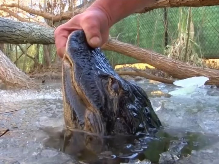 Mai mulţi aligatori, prinși cu botul la suprafaţă într-un lac. Momente incredibile după dezgheț (FOTO/VIDEO)