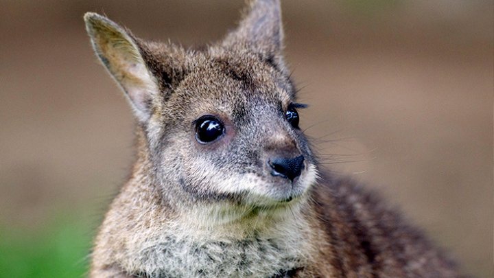 Şoferii au rămas SURPRINŞI. Un wallaby a blocat traficul pe podul Harbour din Sydney. Poliţia a intervenit de urgenţă