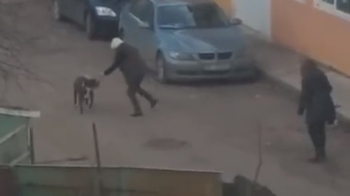 IMAGINI CUMPLITE la Iaşi! Doi câini au atacat trei persoane în stradă, unul dintre ei a rămas castrat (VIDEO)