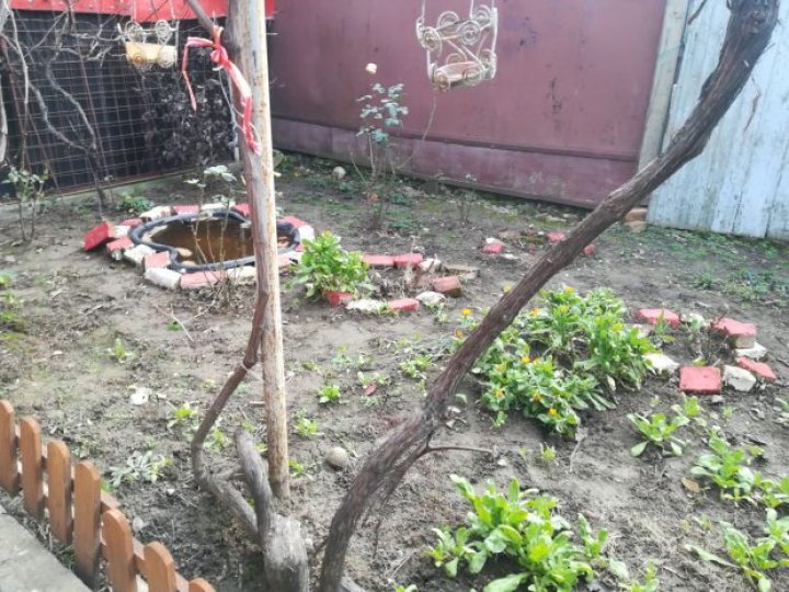 FENOMENAL! Într-o gospodărie s-au copt căpșunile în mijlocul lunii ianuarie (FOTO)