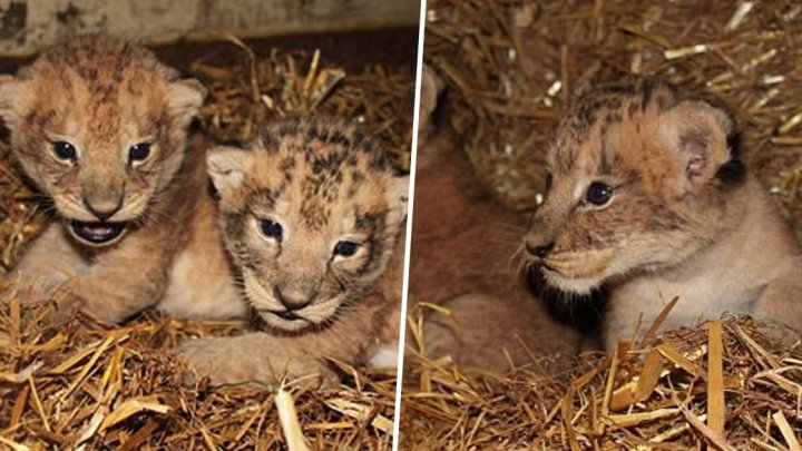 Angajaţii unei grădini zoologice din Suedia au ucis nouă pui de lei