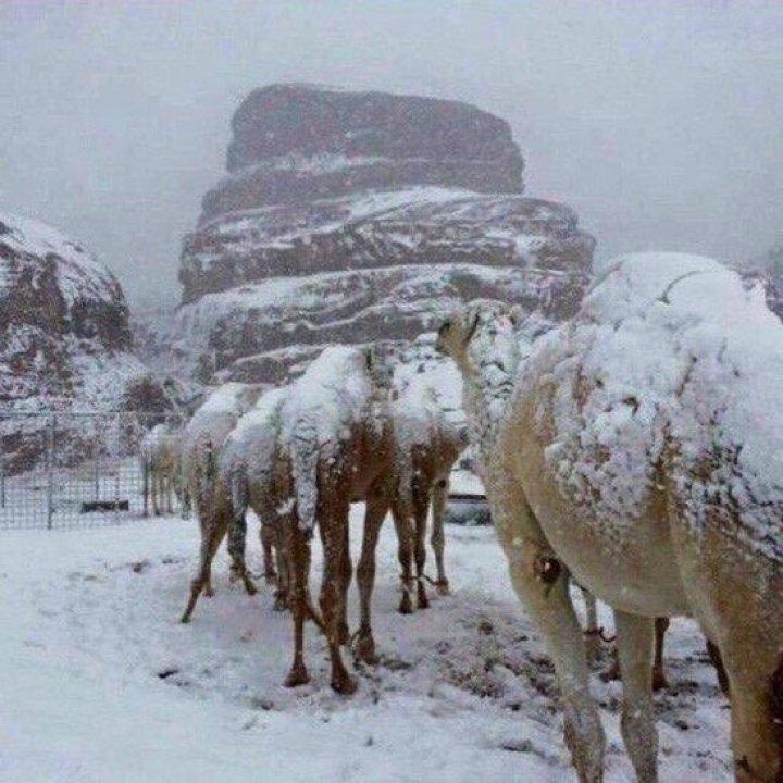 Cămilele din deşert, acoperite de zăpadă, după ce o furtună a lovit Arabia Saudită (FOTO/VIDEO)