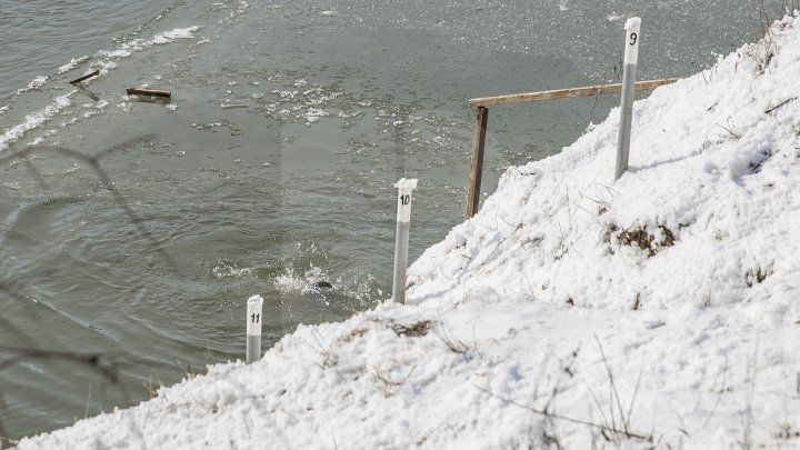 Păstrători ai tradiţiei! De Bobotează, poliţiştii de frontieră s-au scăldat în apa rece ca gheața a Prutului (VIDEO) 