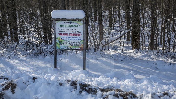 Hrană pe timp de iarnă. Cum se alimentează animalele din pădure în perioada rece a anului