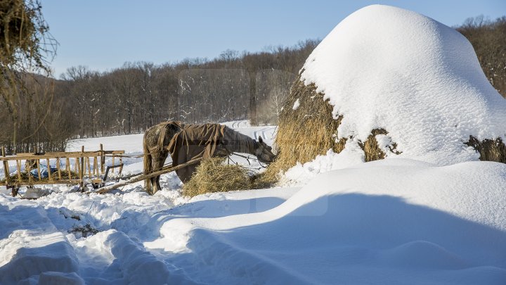 Hrană pe timp de iarnă. Cum se alimentează animalele din pădure în perioada rece a anului