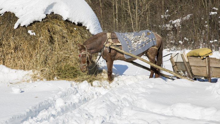 Hrană pe timp de iarnă. Cum se alimentează animalele din pădure în perioada rece a anului