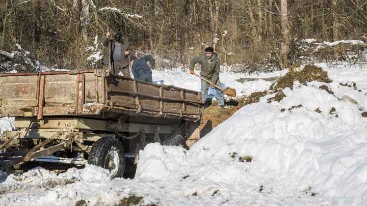 Hrană pe timp de iarnă. Cum se alimentează animalele din pădure în perioada rece a anului