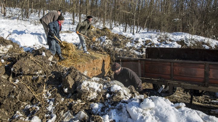 Hrană pe timp de iarnă. Cum se alimentează animalele din pădure în perioada rece a anului