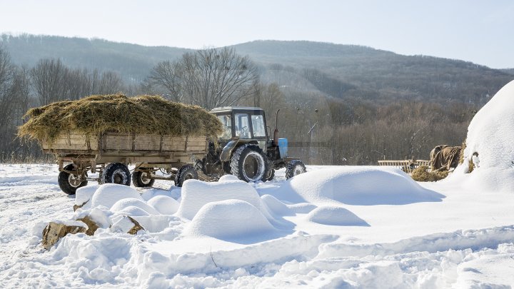 Hrană pe timp de iarnă. Cum se alimentează animalele din pădure în perioada rece a anului