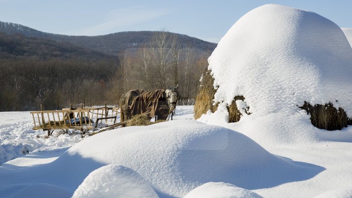 Hrană pe timp de iarnă. Cum se alimentează animalele din pădure în perioada rece a anului