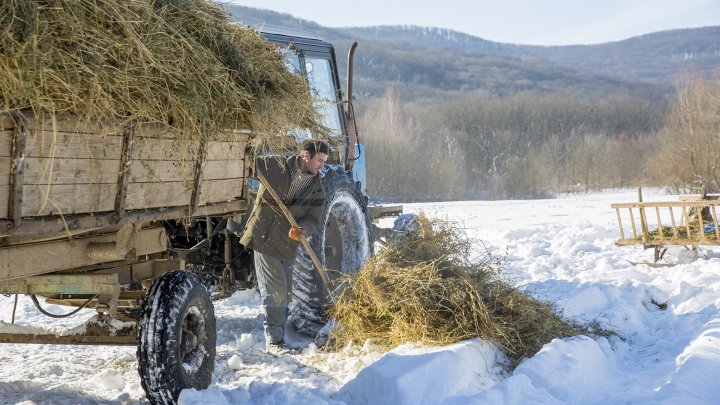 Hrană pe timp de iarnă. Cum se alimentează animalele din pădure în perioada rece a anului