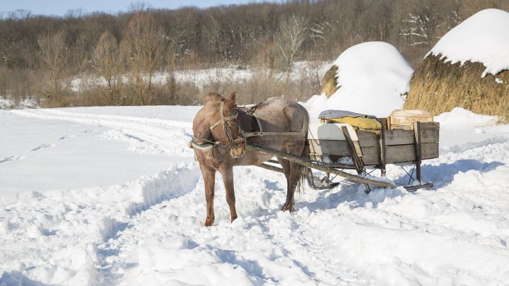 Hrană pe timp de iarnă. Cum se alimentează animalele din pădure în perioada rece a anului