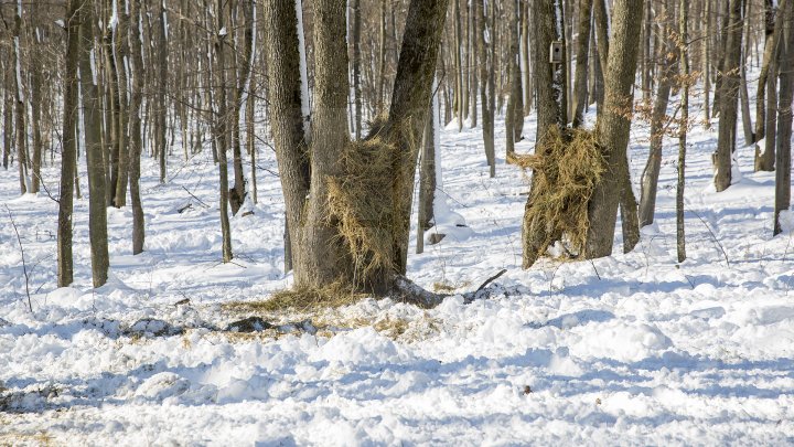 Hrană pe timp de iarnă. Cum se alimentează animalele din pădure în perioada rece a anului