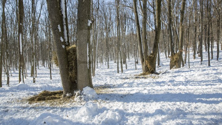 Hrană pe timp de iarnă. Cum se alimentează animalele din pădure în perioada rece a anului