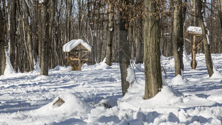 Hrană pe timp de iarnă. Cum se alimentează animalele din pădure în perioada rece a anului