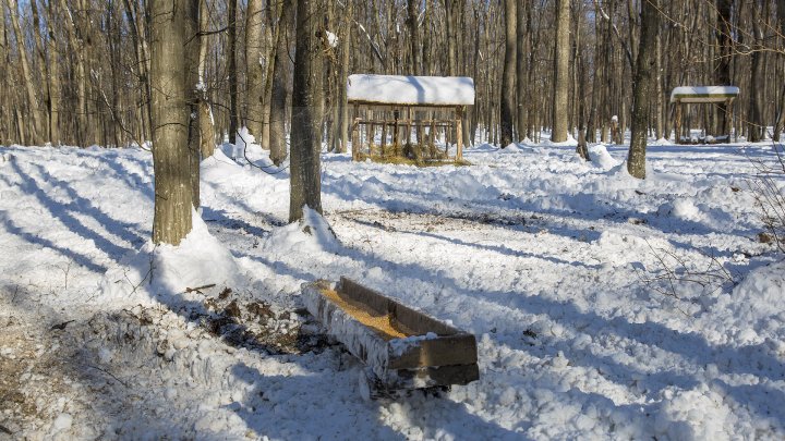 Hrană pe timp de iarnă. Cum se alimentează animalele din pădure în perioada rece a anului