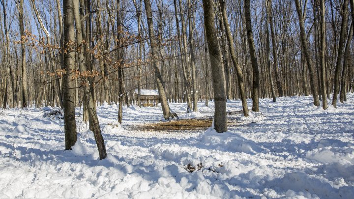 Hrană pe timp de iarnă. Cum se alimentează animalele din pădure în perioada rece a anului