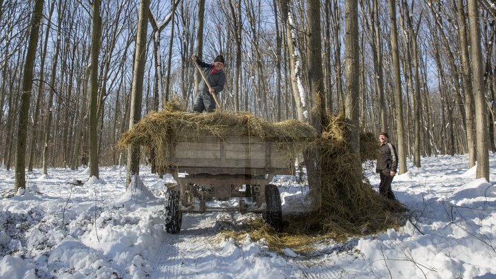 Hrană pe timp de iarnă. Cum se alimentează animalele din pădure în perioada rece a anului