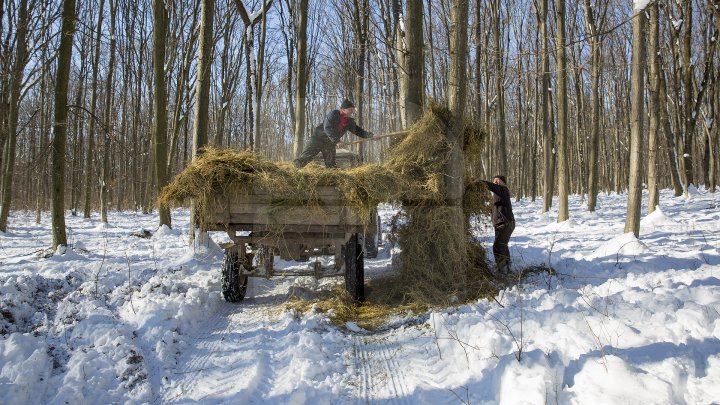 Hrană pe timp de iarnă. Cum se alimentează animalele din pădure în perioada rece a anului