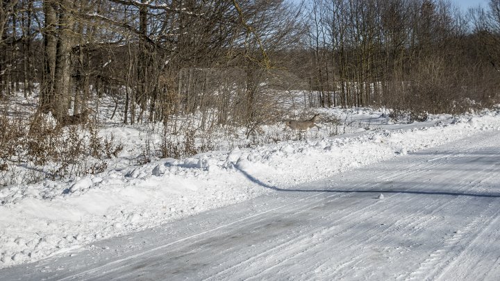 Hrană pe timp de iarnă. Cum se alimentează animalele din pădure în perioada rece a anului